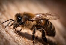 black and yellow bee on wooden surface