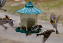 bird near lantern