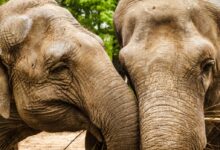 two brown elephants in front of green leafed tree