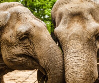two brown elephants in front of green leafed tree