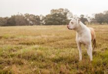 white short coated dog on green grass field during daytime