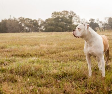 white short coated dog on green grass field during daytime