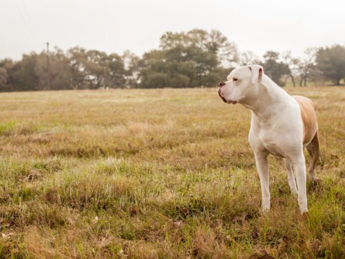 white short coated dog on green grass field during daytime