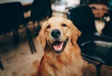 golden retriever