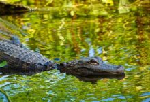 shallow focus photo of alligator on body of water during daytime