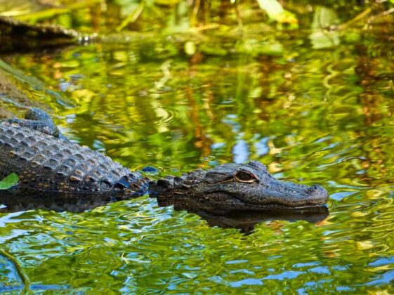 shallow focus photo of alligator on body of water during daytime