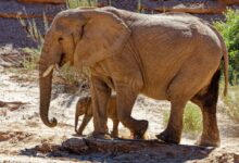 brown elephant with calf