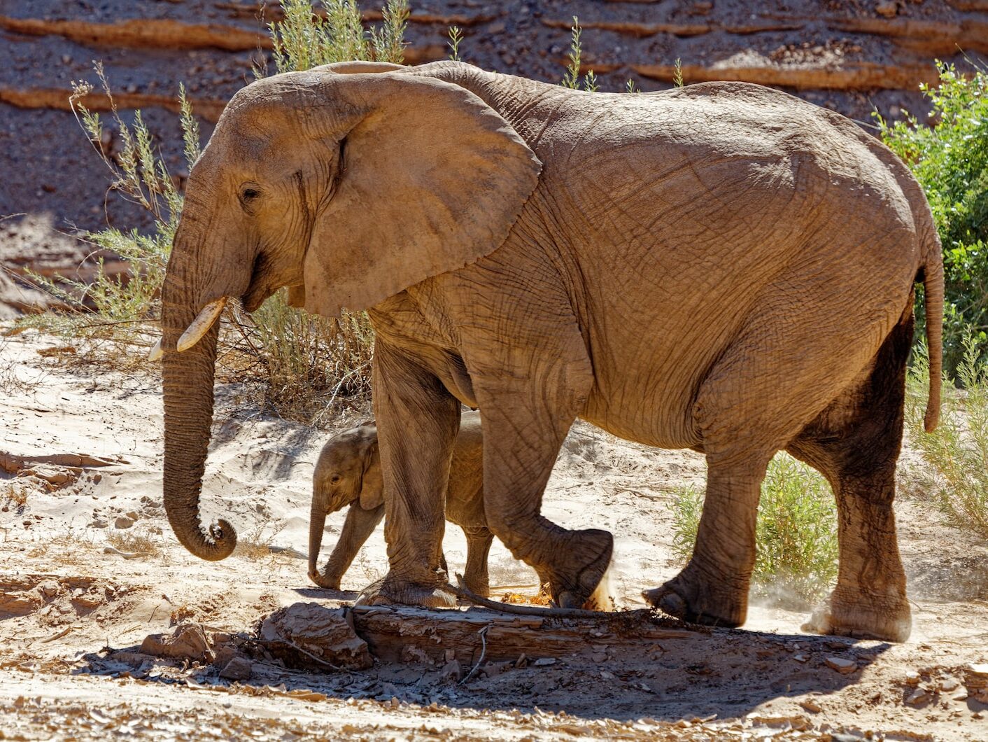 brown elephant with calf