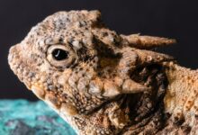 brown reptile