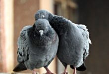 two gray pigeons