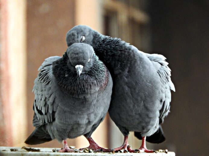 two gray pigeons