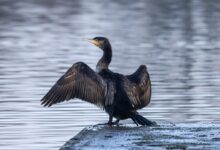 black bird on gray rock near body of water during daytime