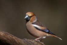 brown and white bird on brown tree branch