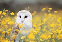 white and brown barn owl on yellow petaled flower field