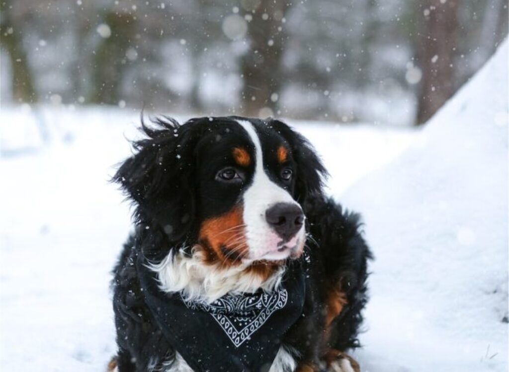 black, tan, and white dog resting on snow covered land