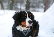black, tan, and white dog resting on snow covered land