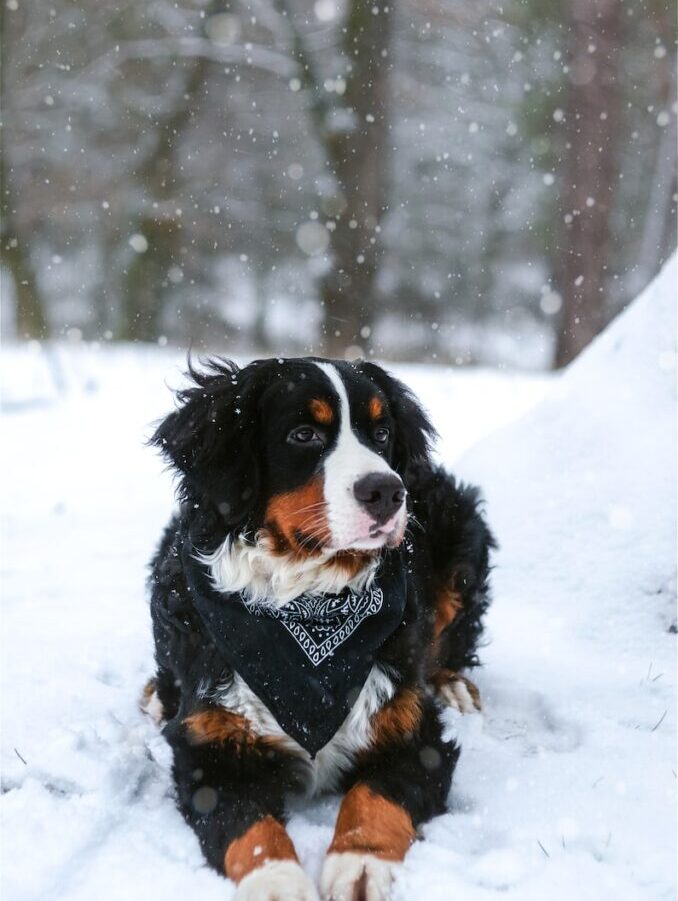 black, tan, and white dog resting on snow covered land