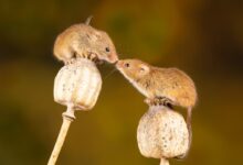 brown rodent on brown wooden stick