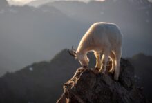 white animal on brown rock during daytime
