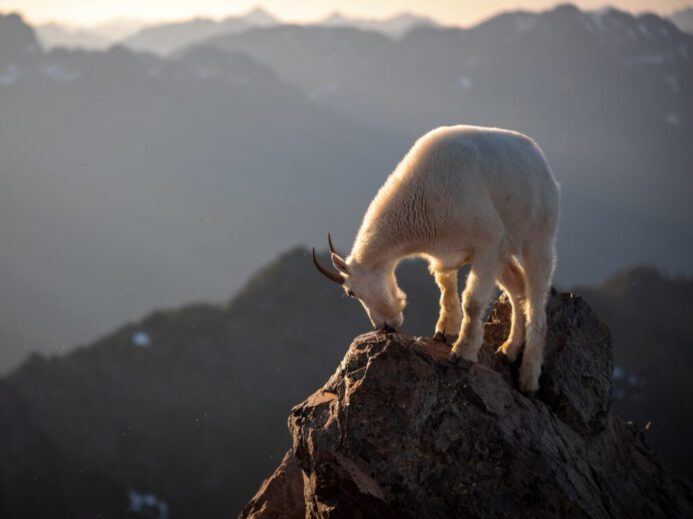 white animal on brown rock during daytime