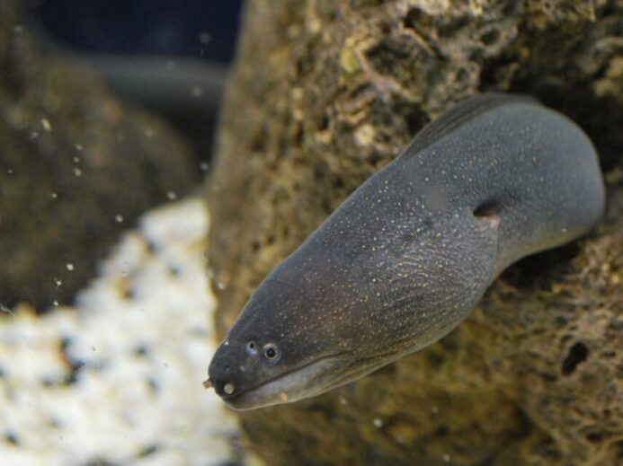 Black Eel Fish Hiding on Brown Coral