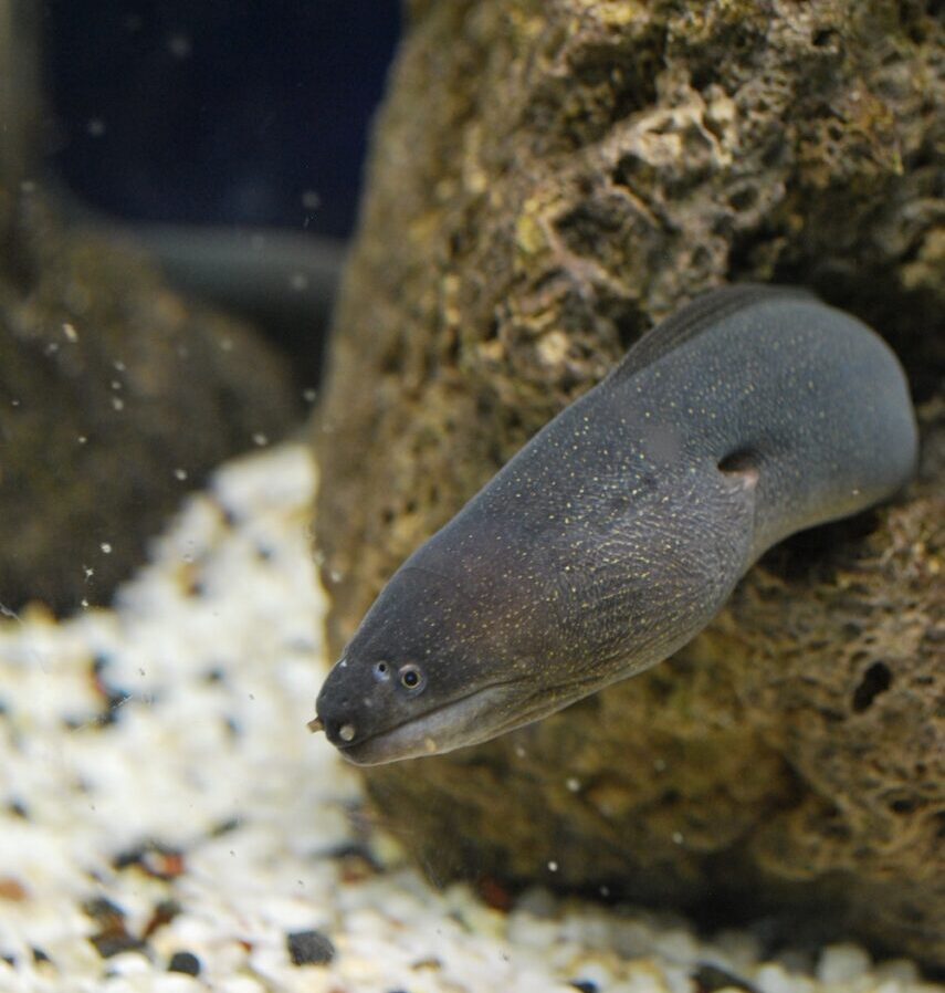 Black Eel Fish Hiding on Brown Coral