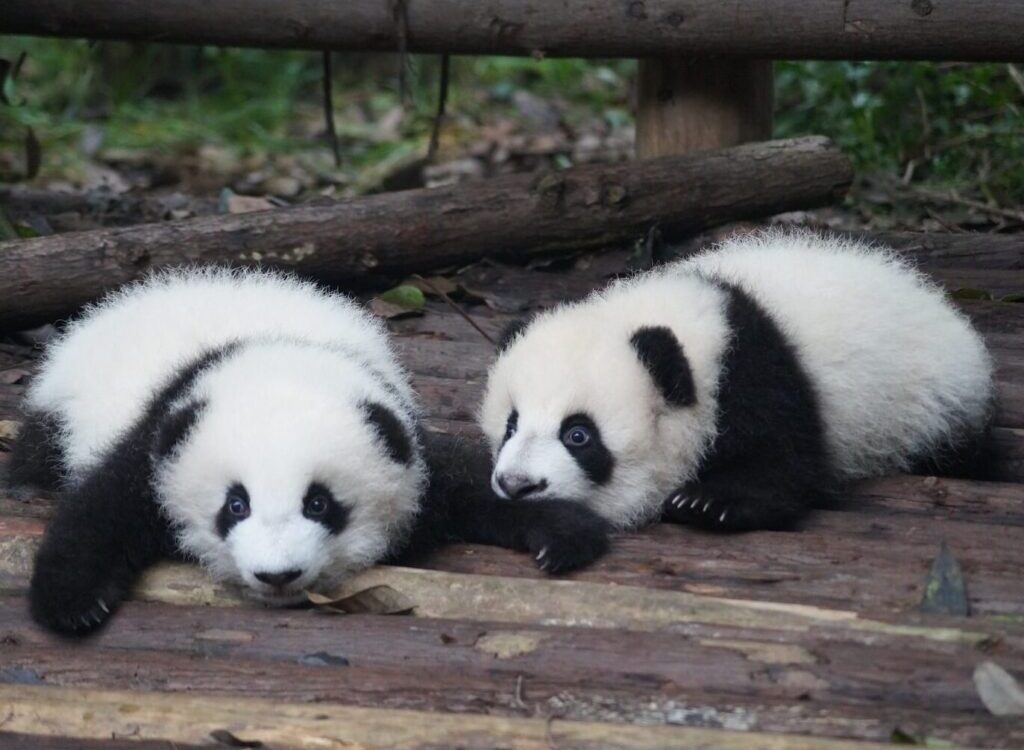 two white-and-black Pandas lying on floor during daytime