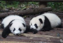 two white-and-black Pandas lying on floor during daytime