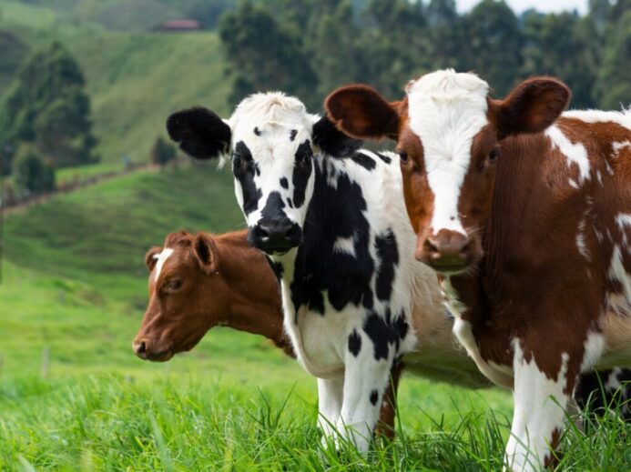 brown and white cow on green grass field during daytime
