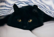 close-up photography of bombay cat