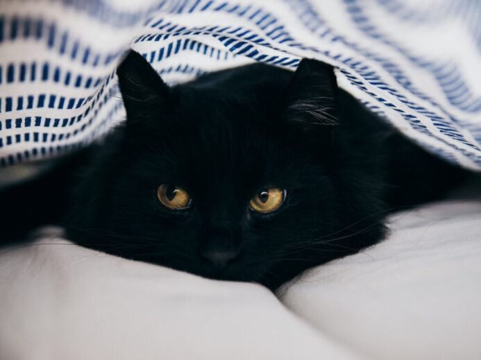 close-up photography of bombay cat
