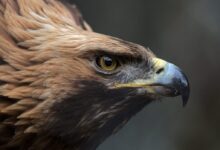brown and black eagle in close up photography