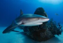 gray shark in body of water