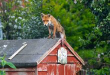 brown and white fox on brown wooden roof during daytime