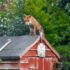 brown and white fox on brown wooden roof during daytime