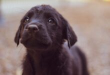 short-coated black dog