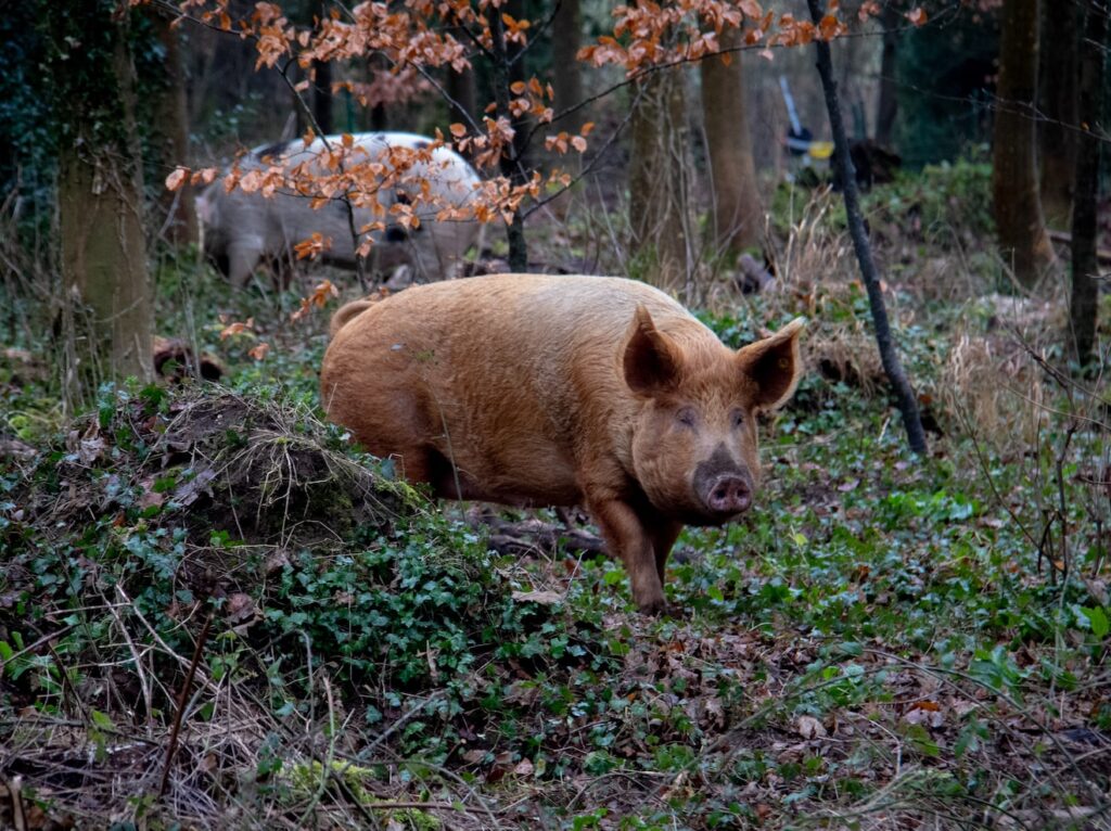 two pigs in forest