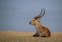 an antelope sitting in a field with long horns