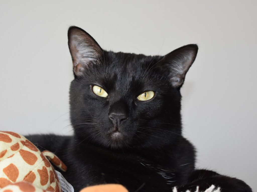 black cat on orange and black textile