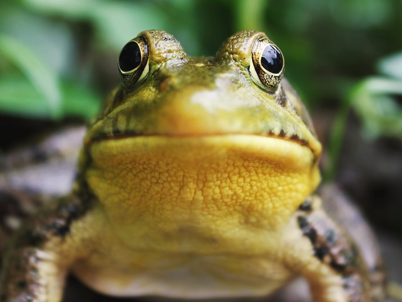 closeup photography of a frog