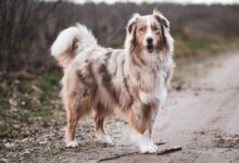 white and brown dog on road