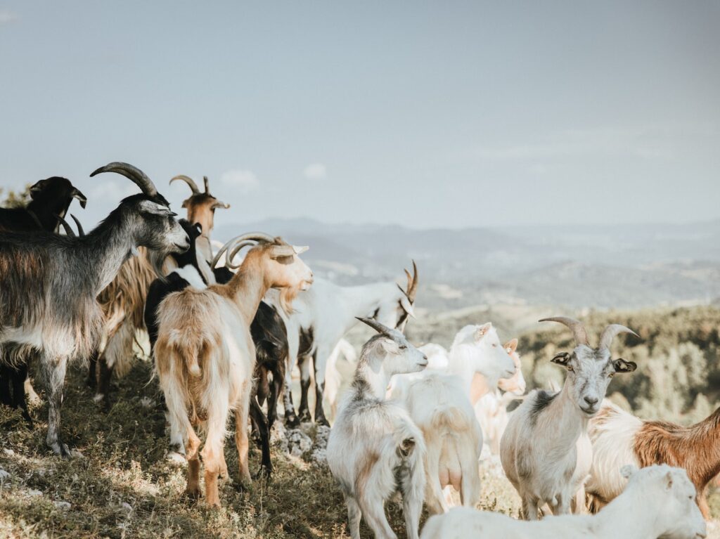 herd of goats on brown ground during daytime