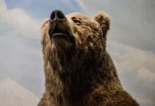 brown grizzly bear