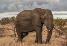 elephant surrounded by grass