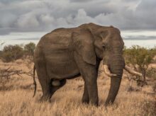 elephant surrounded by grass