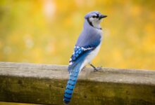 blue and white bird on brown wooden surface