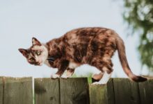 tortoise shell cat on fence