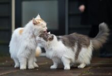 white and brown long fur cat