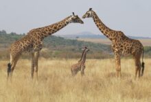 giraffe standing on brown grass field during daytime