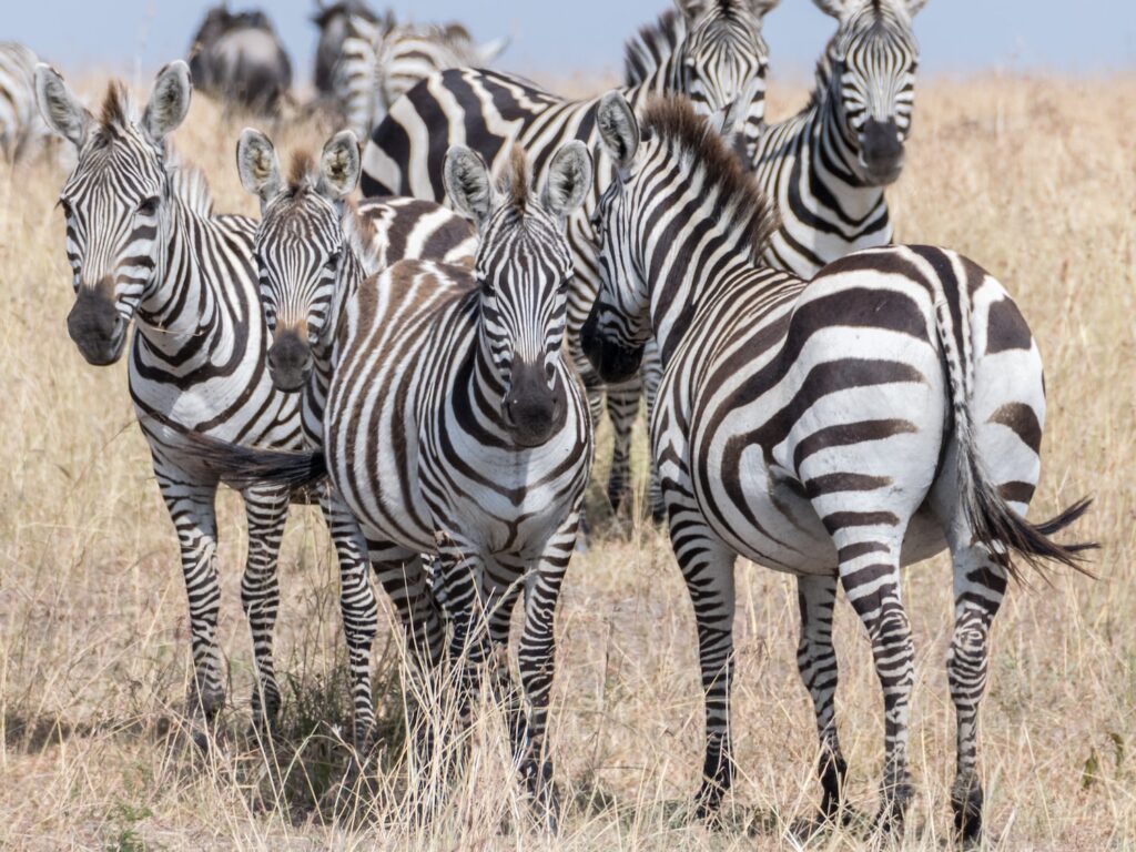 group of zebra